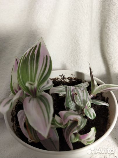 Традесканция бело-розовая