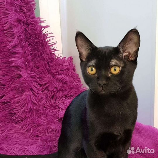 Бомбейская нежность