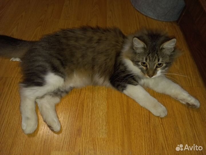 Найден котик