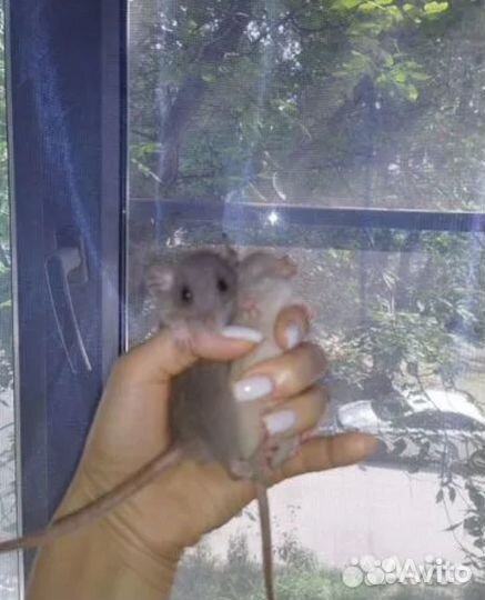 Крысята Дамбо Голубые Бурмиз черный соболь