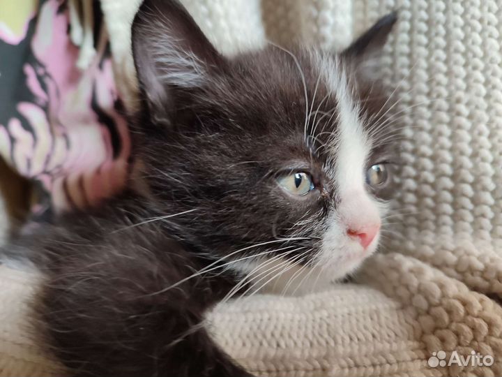 Котята полуперсы