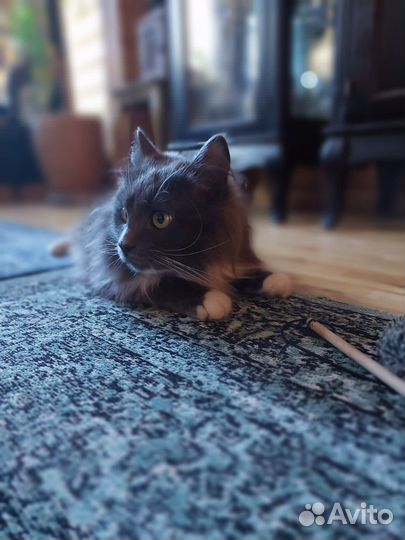 Шикарный кот в добрые руки