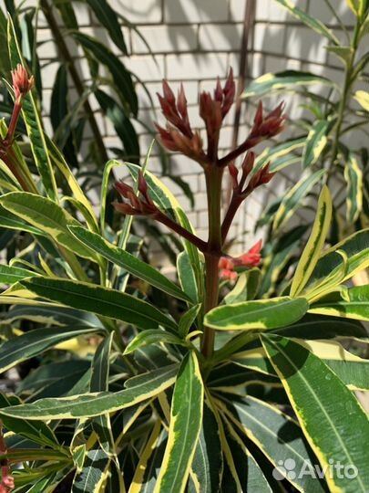 Олеандр вариегатный 4-летки