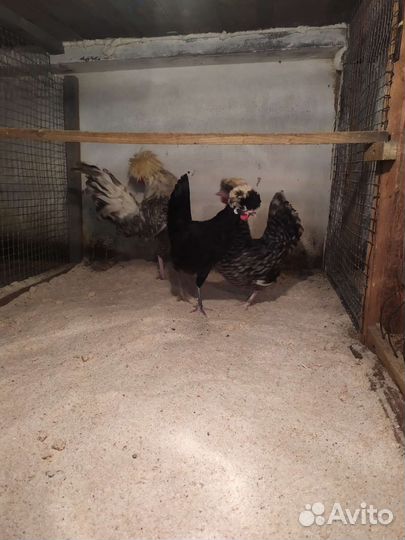 Молодняк птицы