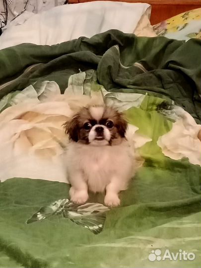 Пекинес девочка