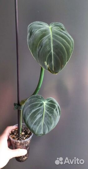 Филодендрон меланхоризум