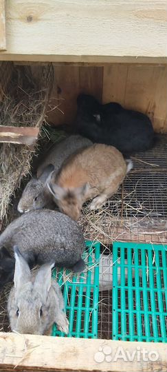 Калифорнийские, фландр кролики