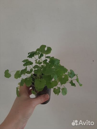 Колокольчик карпатский