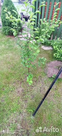 Черешня подмосковная