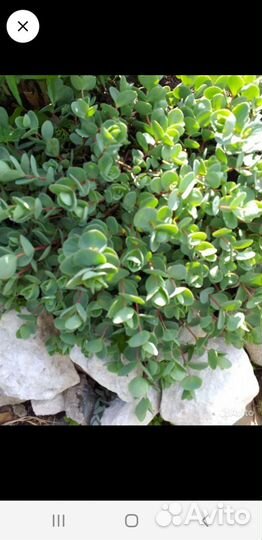 Растения для первого ряда для бардюра, горки