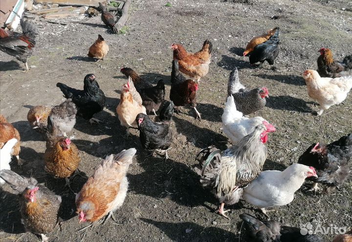 Инкубационное яйцо домашних кур разной породы