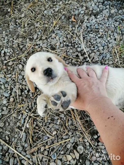 Щенок в добрые руки