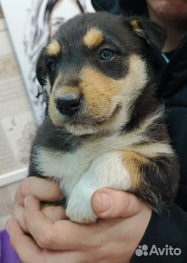 В добрые руки