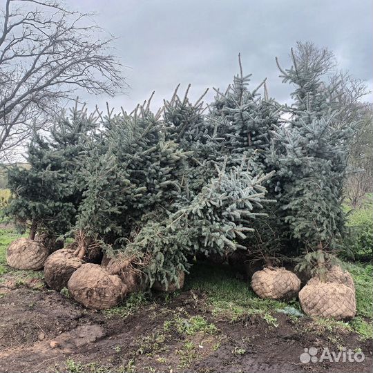 Ель голубая