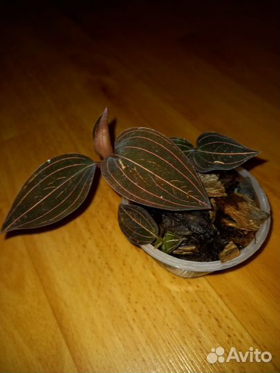 Гемария (лудизия), драгоценная орхидея