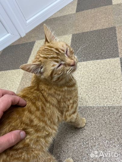 Котята ищут дом
