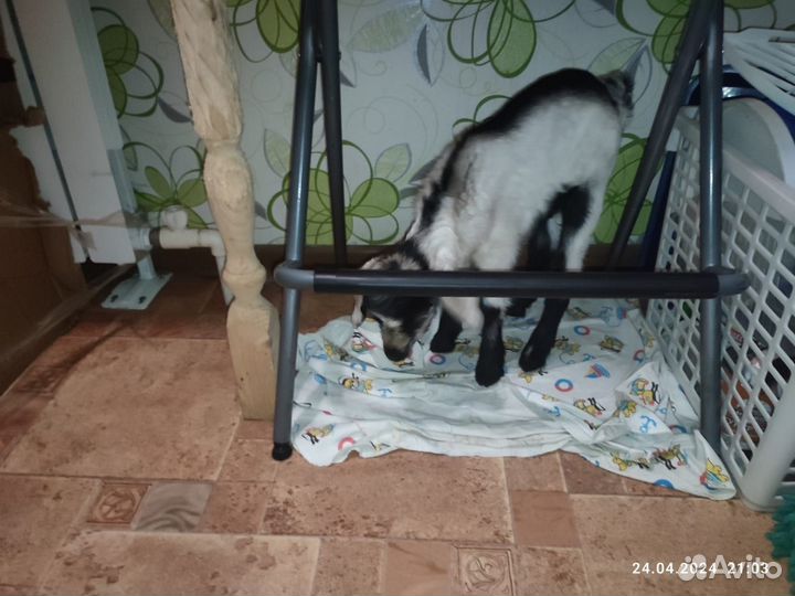 Козочка и дойная коза