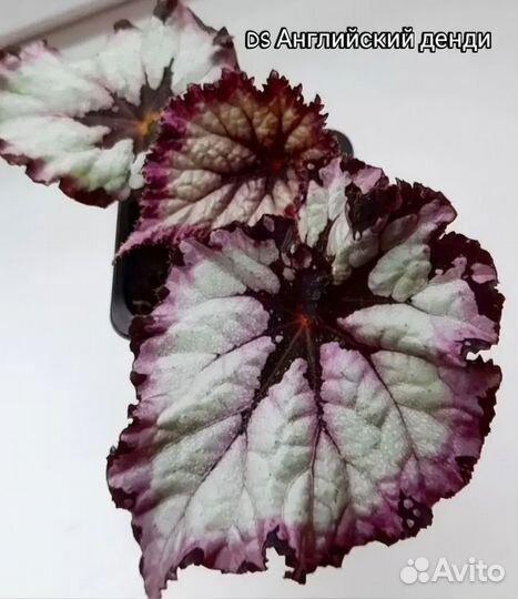 Бегонии сортовые