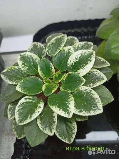 Сортовые фиалки отдам