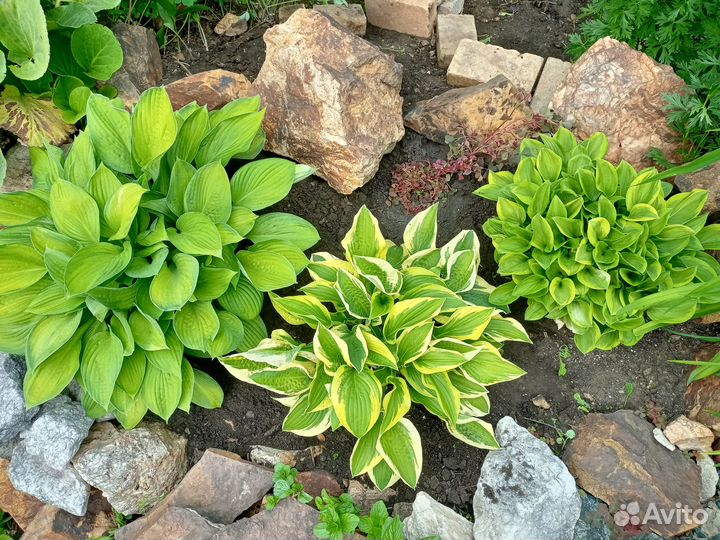 Многолетники садовые