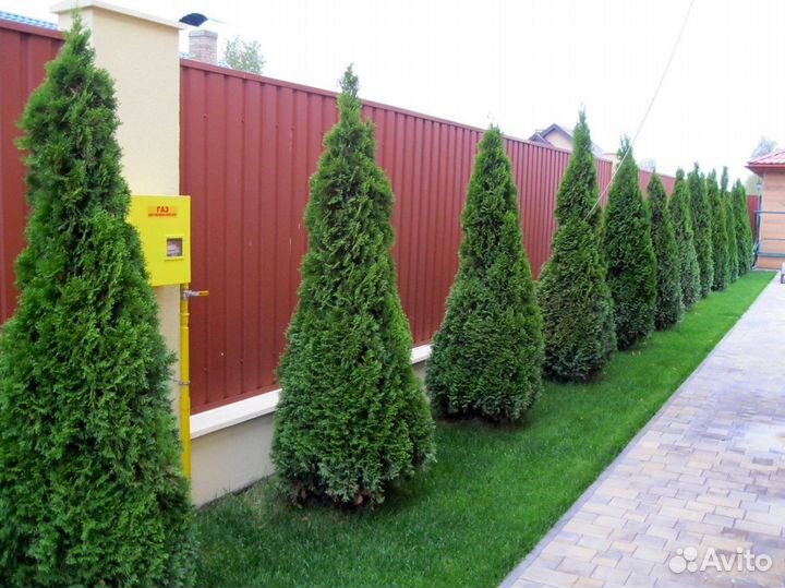 Туи смарагд