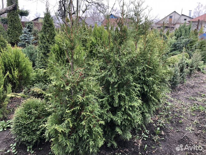 Туя западная Брабант