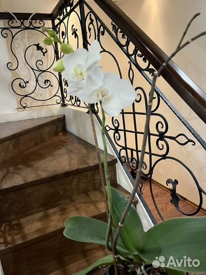 Орхидея фаленопсис