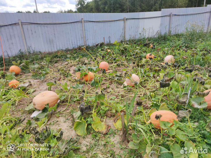 Продажа тыквы мускатной