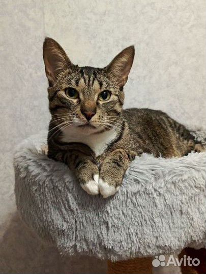 Кот ищет дом