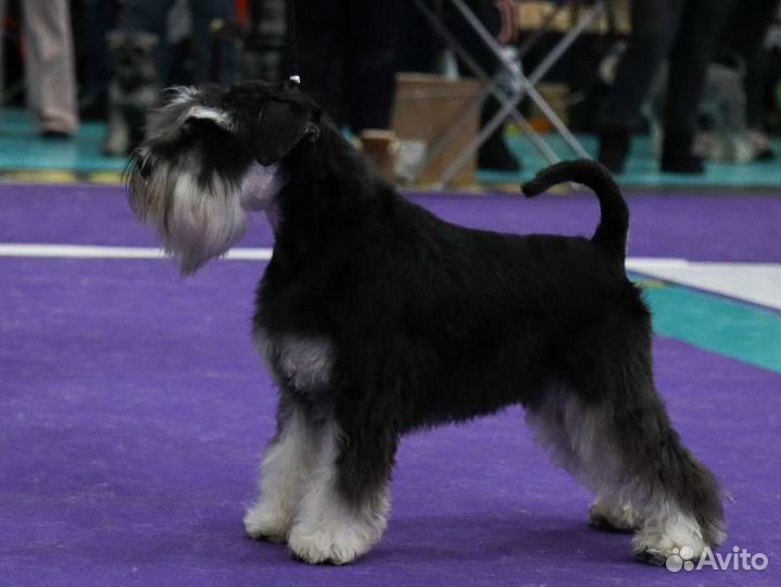 Цвергшнауцеры чёрные с серебром