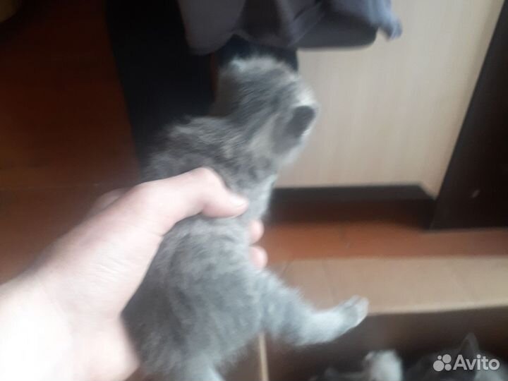 Отдам бесплатно котят скоттиш-страйт страйт