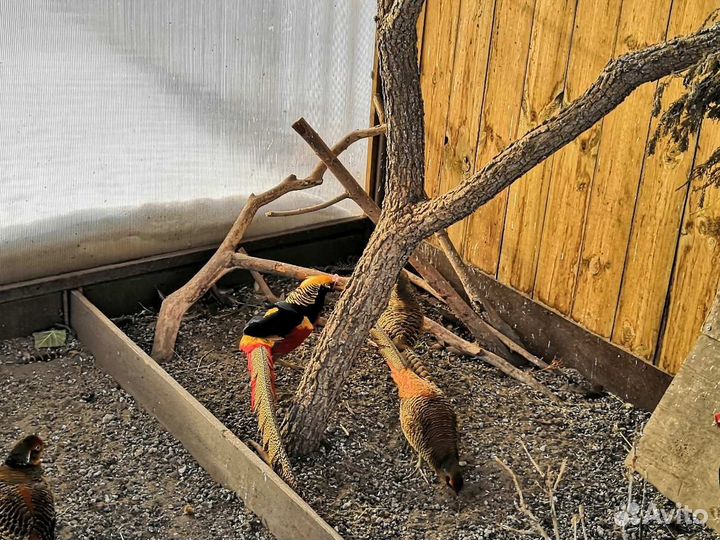 Фазаны золотые, черноплечие павлины