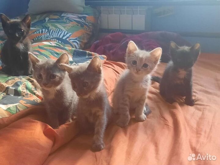 Котята в надёжные ручки