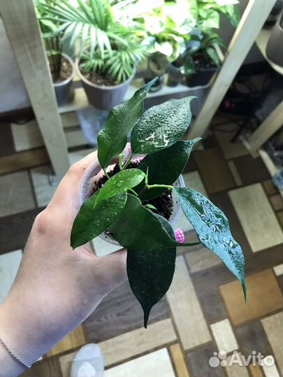 Фикус бенджамина Даниэль
