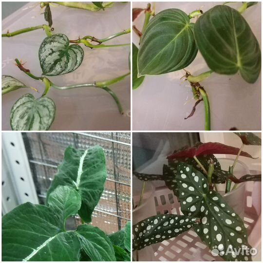 Домашние растения, черенки(обновлено)