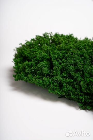 Кочка лесная