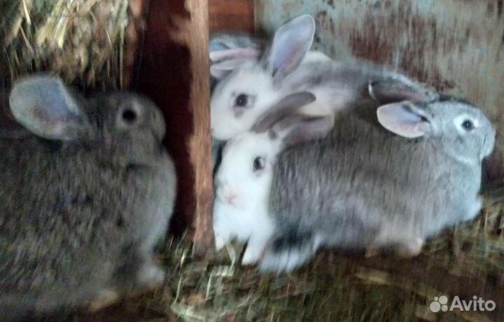 Крольчата