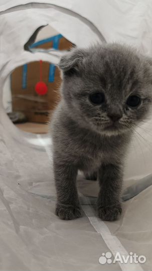 Шотландская вислоухая