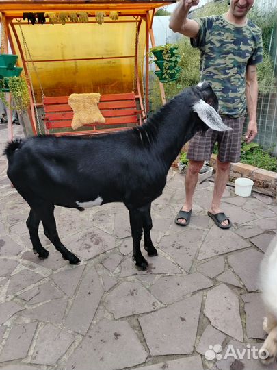 Козел покроет ваших козочек