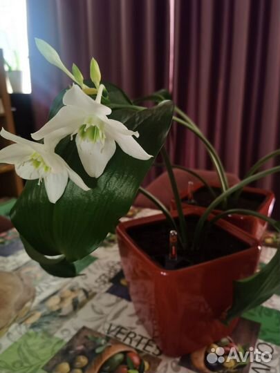 Эухарис амазонская лилия