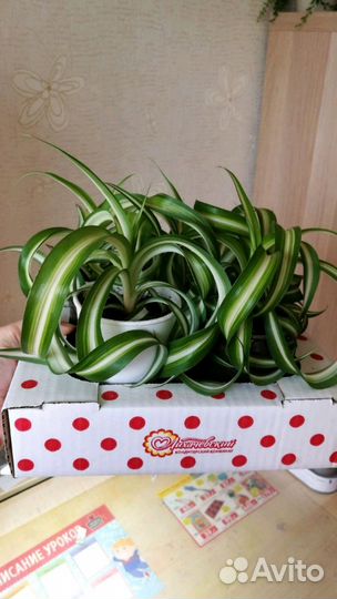 Подрощенный Хлорофитум бонни