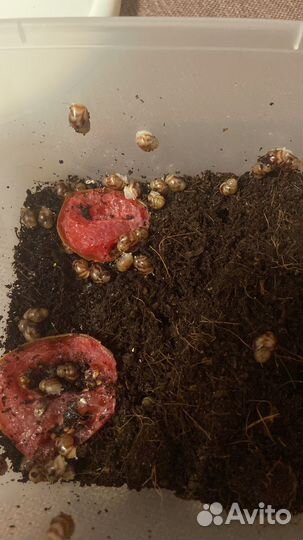 Улитки ахатины