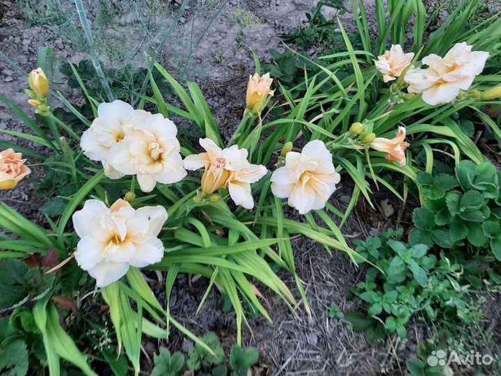 Лилейники сортовые и ирис