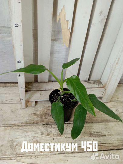 Комнатные цветы растение филодендрон Доместикум