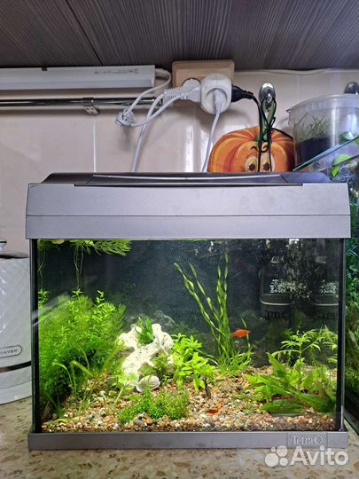 Аквариум 30 литров