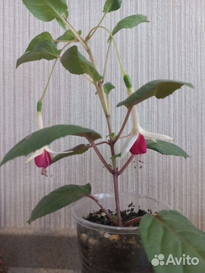 Фуксия цветы комнатные