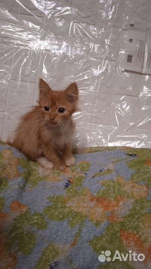 Рыжий котенок девочка