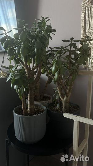 Денежное дерево