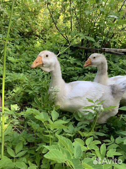 Холмогорские гусята