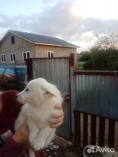 Отдам щенят